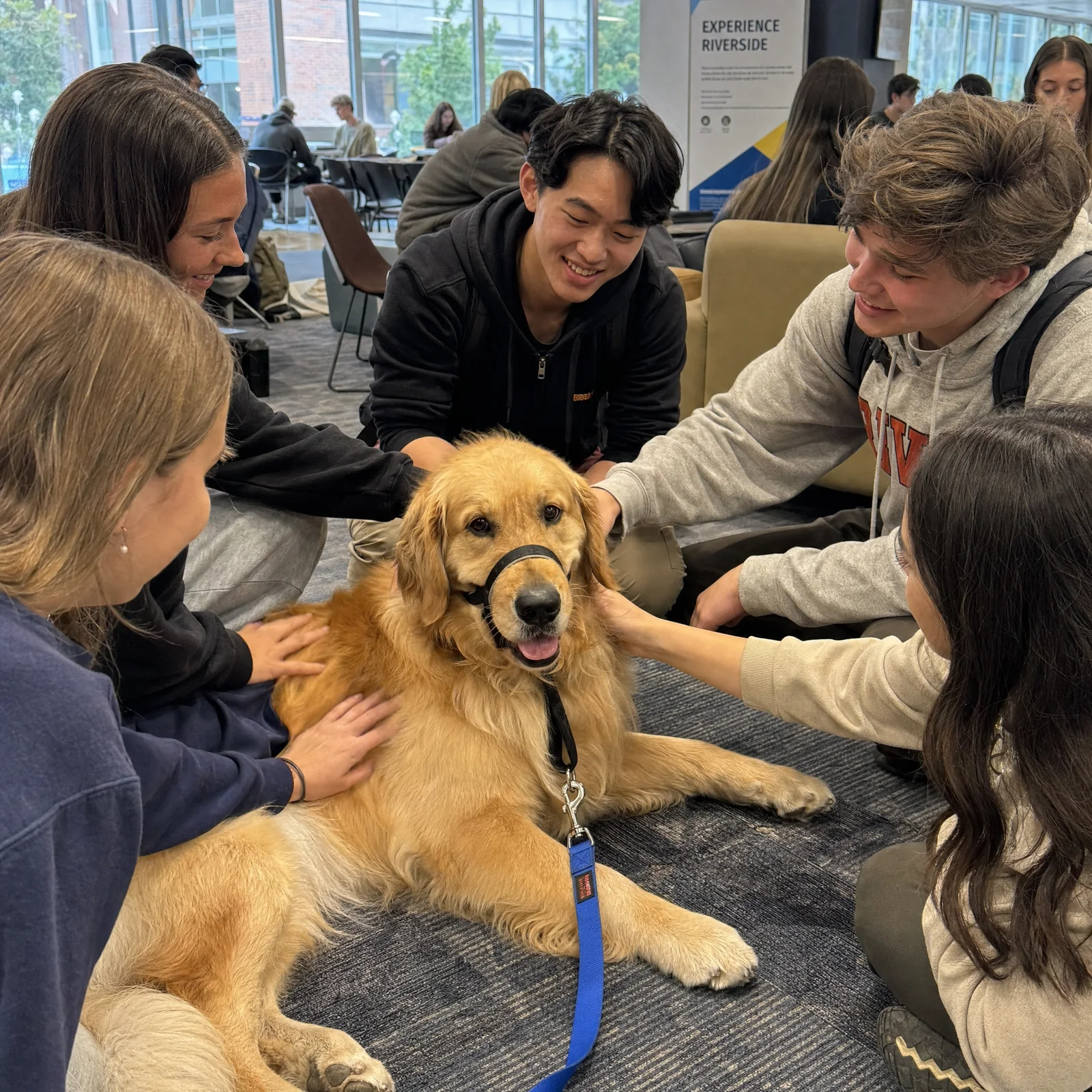 Golden Retriever therapy dog Murphy meeting attendees at a Melbourne community event